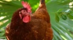 Csirke bolhák és hogyan lehet megszabadulni tőlük